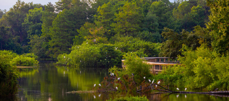 Marsh area filled with birds in Port Royal SC, near Professional Counseling Associates of Port Royal.